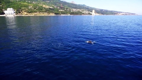Dolphin swims in the blue sea, dolphins near the coast on the black sea.