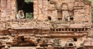 Monkey on the Temple wall