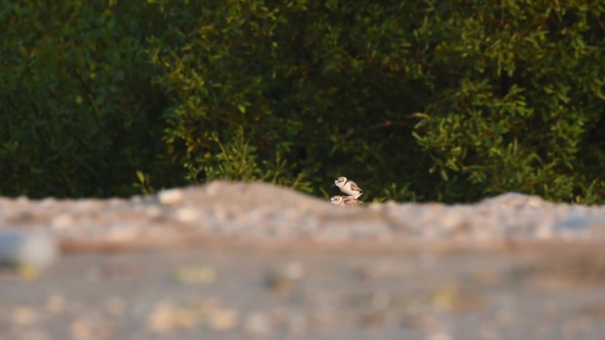 Dayspring ,The Malaysian Plover are breeding. at Laem Phak Bia, Gulf of Thailand, Phetchaburi, Thailand. 
