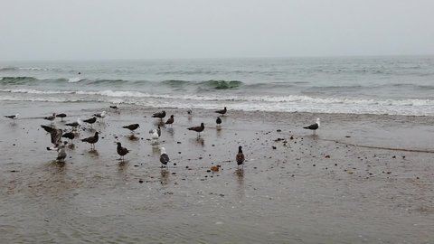 Vladivostok, Primorsky Krai - July 20, 2019: Slow motion seascape with seagulls and bathing man