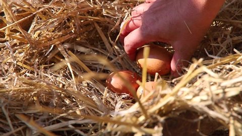 Nest with chicken eggs on a farm at sunny morning. Farmer's hand picks up eggs for breakfast.