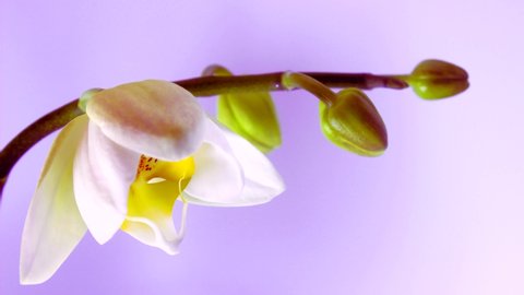 Time lapse Blooming of White Orchid