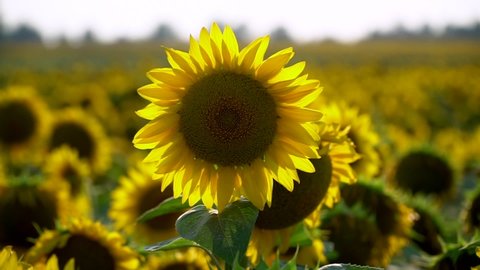 Field of sunflowers.Flowers sunflower against the sky. Cultivation of sunflowers. Sunflower swaying in the wind.