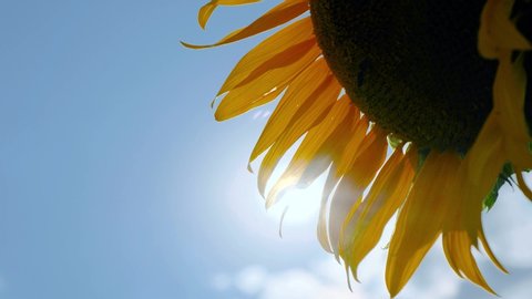 A bee pollinates a sunflower. Yellow sunflower leaves on a background of the sun.