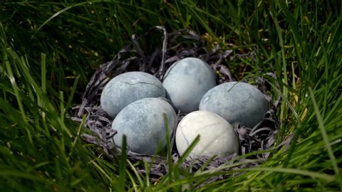 Five blue eggs, painted in tea hibiscus, lie in a hay in a saucer on the grass, like a dragon eggs and marble, side view