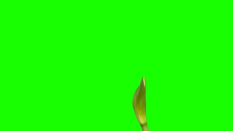 4K. Growth of White hippeastrum flower buds green screen, (Hippeastrum White), timelapse,