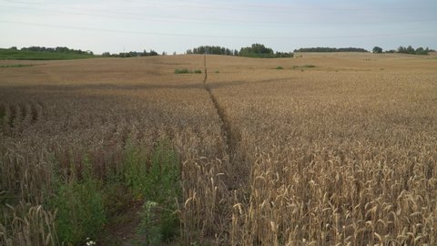 Landscape with the cereal field. Agricultural land in the summer of Europe before the harvest.  A rural environment of Latvia country.