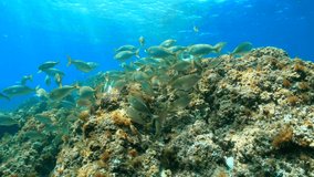 Sarpa salpa fish shoal underwater in the Mediterranean sea, Spain, Costa Brava, Catalonia, 59.94fps