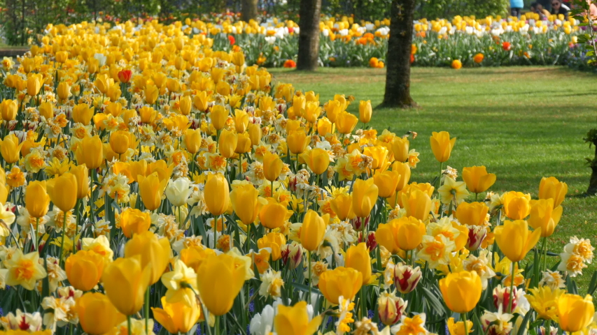 Beautiful bright yellow tulips in spring in a flower park