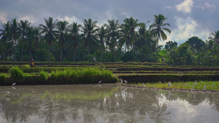 Sal River in South Goa, Stock Footage Video (100% Royalty-free 