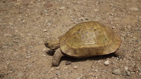 Endangered Bolson Tortoise Gopherus Flavomarginatus の動画素材 ロイヤリティフリー Shutterstock