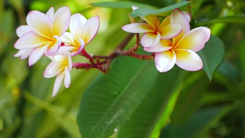 Beautiful white frangipani plumeria tropical flower