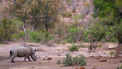 Two Southern white rhinoceros walking in bushveld in Kruger National park, South Africa ; Specie Ceratotherium simum simum family of Rhinocerotidae