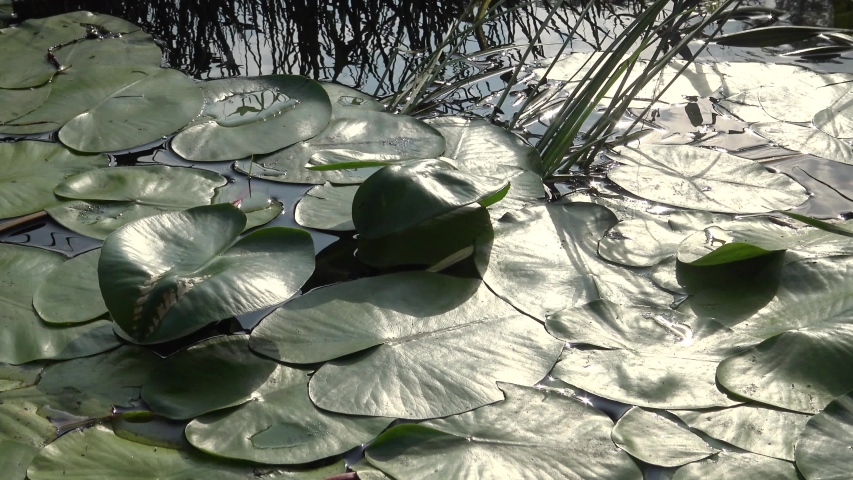 Nuphar lutea, the yellow water-lily, or brandy-bottle. Water plant in the Southern Bug River, Ukraine