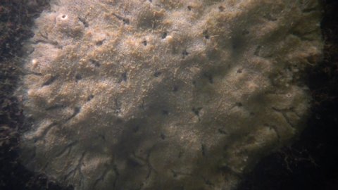 Freshwater sponge on a granite rock in the South Bug River, Ukraine