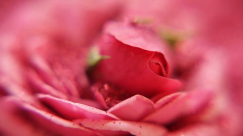 Macro bud of pink rose, rotation. Small rose bud with sparkles. rose bud as a symbol of clitoris and virginity. Pink background. Summer flowers. Bud rose. Romantic relationships. Blooming pink roses