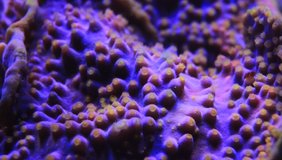 Underwater HD Video of yellow polyps from purple Turbinaria coral