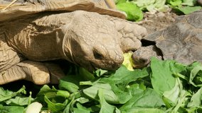 Close up video of tortoise, eating vegetables. ProRes 10 bit. 4K UHD.