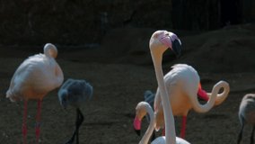 Funny close up video of a group of flamingos, just looking around. ProRes 10 bit. 4K. 