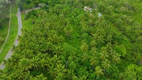 Beautiful Drone 4k footage of beautiful rural beach landscape with Beautiful white sandy beach with turquoise sea water and coconut palm trees at Kudat, Sabah, Borneo