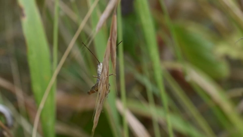 Closeup of grasshopper hiding behind a blade of grass