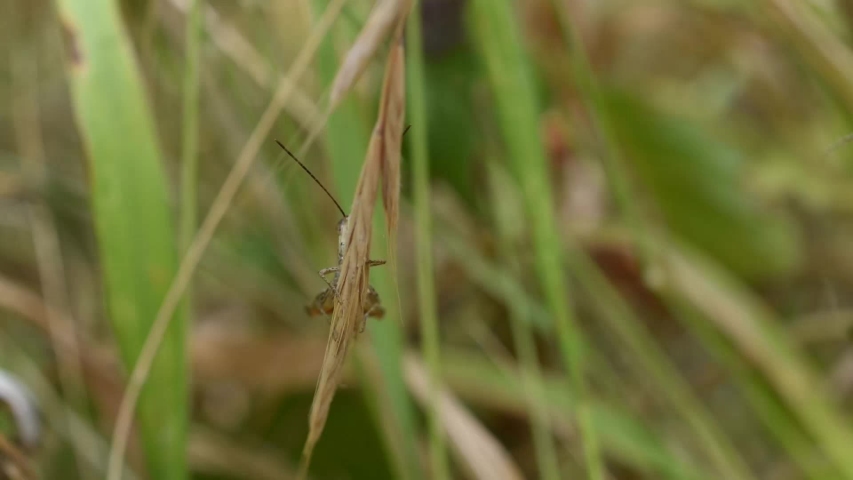 Closeup of grasshopper hiding behind a blade of grass