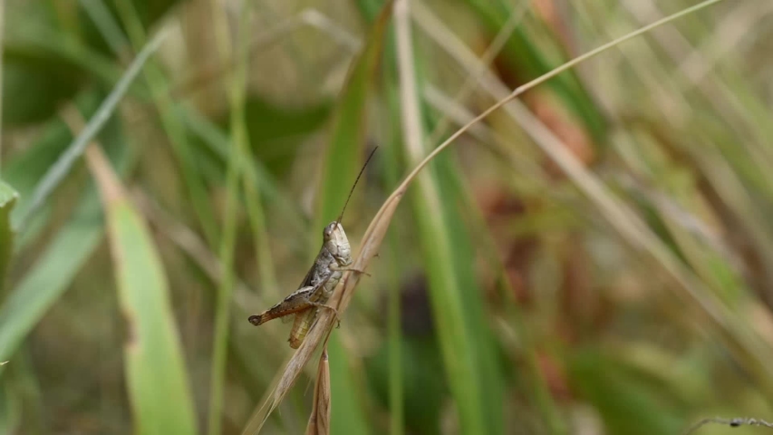 Closeup of grasshopper descending a blade of grass