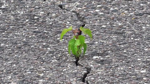     Young plant grow in a cracked asphalt 