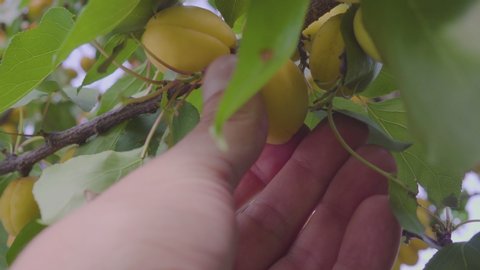 Man's Hand Picking Ripe Apricot Fruit On Apricot Tree. Good Apricot Harvest