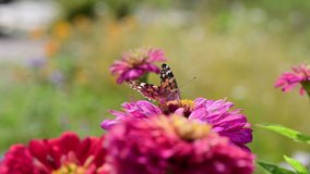 Vanessa cardui butterfly color summer flowers nature macro video 4k