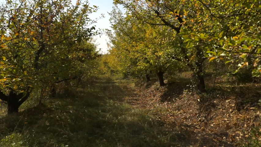 camera moving between trees in the autumn forest