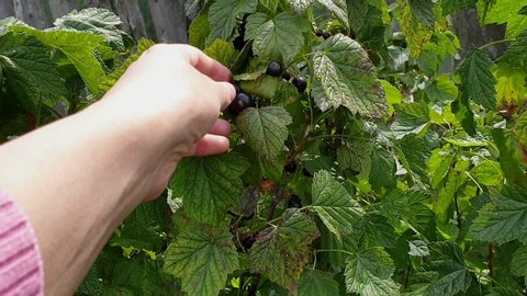 Picking berries from bush. Female hand picking blackcurrant berries from bush