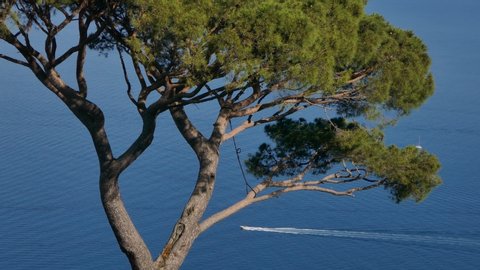Italian stone pine tree with sea and sailing boats in background