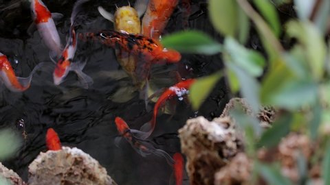 Koi fish in traditional Chinese pond. 4K Footage.