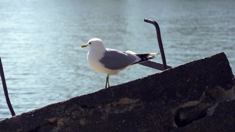 Mew Gull standing on concrete beam by the sea