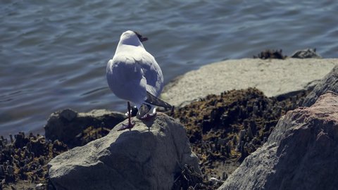 Black Headed Gull looking around on the rock by the sea