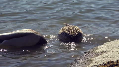 Mallard couple dipping their heads under water