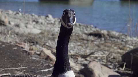 Canada goose looks around by the sea