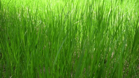 Grass in the breeze, low view