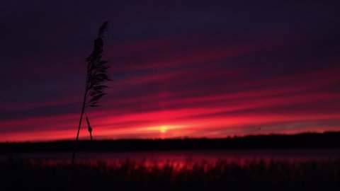 Red sunset on the lake with swaying reed on the front