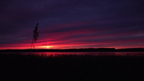 Red sunset on the lake with swaying reed on the front