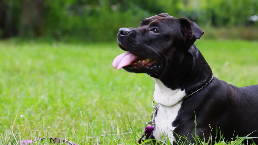 black american pitbull terrier puppies