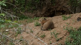 Red fox cub sleeping near den, wildlife - vulpes vulpes - UHD/4K stock video

