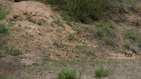 Red fox cub in front of den, wildlife - vulpes vulpes - UHD/4K stock video
