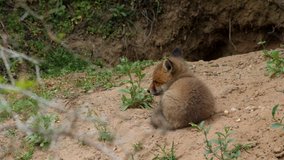 Red fox cub falling in sleep near den, wildlife - vulpes vulpes - UHD/4K stock video
