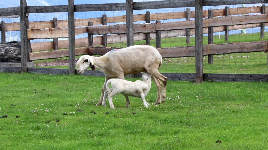  animals in the mountains