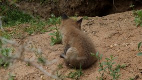 Red fox cub scratching near den, wildlife - vulpes vulpes - UHD/4K stock video

