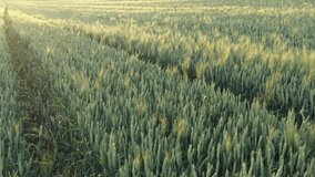 Ears of common wheat (Triticum aestivum) before sunset 4K drone video