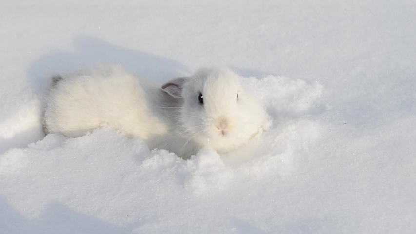626 рез. по запросу "Snow bunnies" - стоковые видеоклипы в формат...