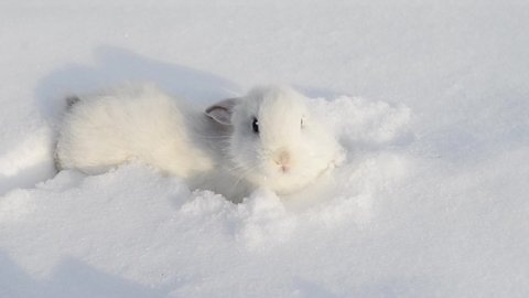 White fluffy rabbit on white snow in winter. Little white bunny. Cute white baby rabbit walking on snow. Homemade rabbit. Home rabbit walks through the snow, moving his sweet ears. 